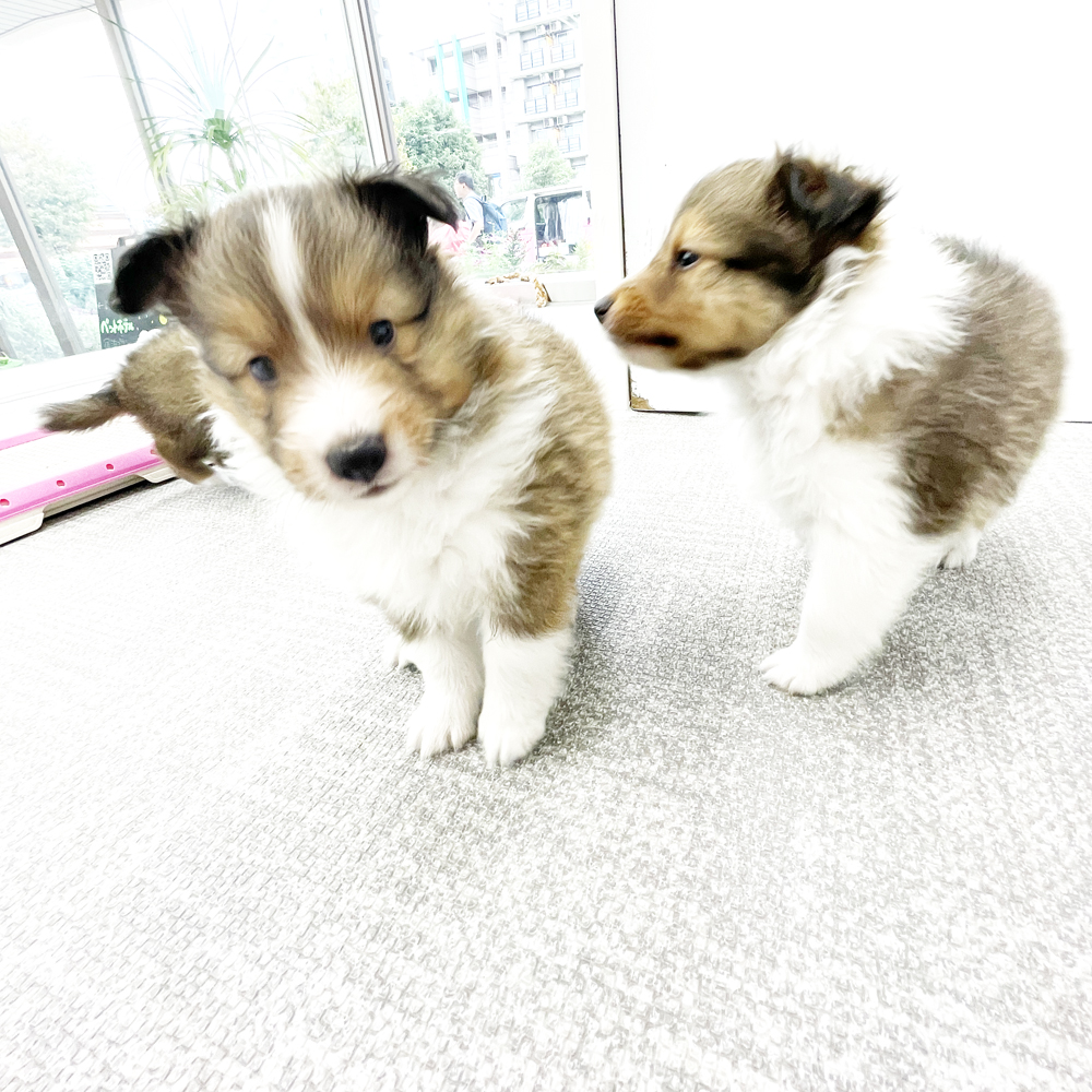校舎前が秋のお花になりました♪